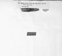 Hydropisphaera peziza image